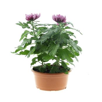 Chryzantéma velkokvětá se  květy, miska 19cm