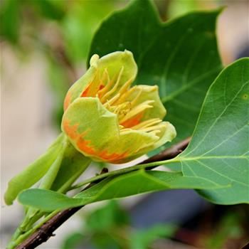 Lyriovník tulipánokvětý obvod kmene 6/8cm, květináč 18 litrů
