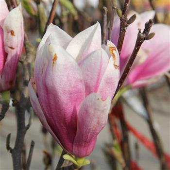 Magnolie Soulangeova výška 150/175cm, květináč 30 litrů