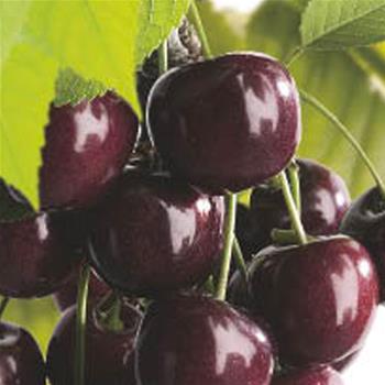 Třešeň Burlat květináč 7,5 litru, čtvrtkmen, CIZOSPRAŠNÁ