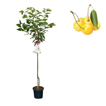 Třešeň Denisenova žlutá květináč 6 litrů, výška 150/175cm, stromek, CIZOSPRAŠNÁ