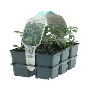 Pachysandra klasnatá 'Green Sheen' 6pack