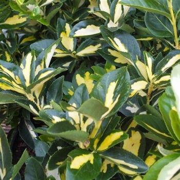 Brslen Fortuneův Blondy® květináč 2,5 litru, výška 20/30cm, keř