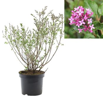 Šeřík Meyerův Palibin květináč 2,5 litru, výška 20/30cm, keř