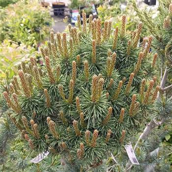 Borovice blatka Bochník kmínek 80cm, květináč 5 litrů