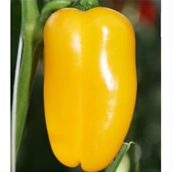 Paprika Lubega Mini Yellow neroubovaná 12cm