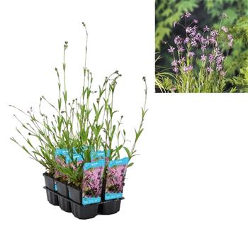 Kohoutek luční květináč 9cm