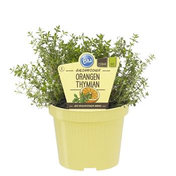 Tymián pomerančový BIO květináč 12cm