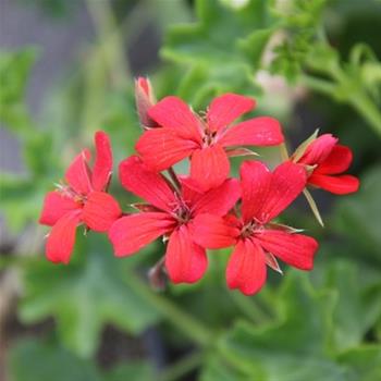 Pelargonie převislá červená jednoduchá 4ks 11cm