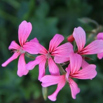 Pelargonie převislá růžová jednoduchá 4ks 11cm