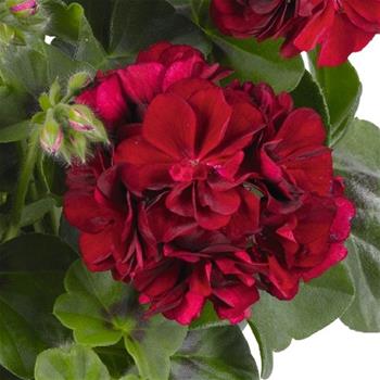 Pelargonie převislá tmavě červená plnokvětá 4ks 11cm