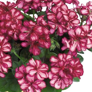 Pelargonie převislá bílo-vínová plnokvětá 4ks 11cm