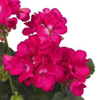 Pelargonie páskatá fialová 4ks 11cm