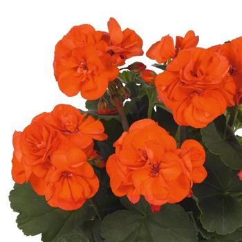 Pelargonie páskatá oranžová 4ks 11cm