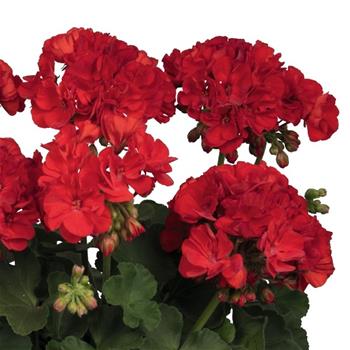 Pelargonie páskatá tm.červená 4ks 11cm