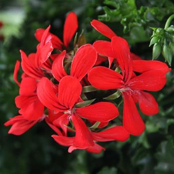 Pelargonie převislá červená jednoduchá 4ks 12cm