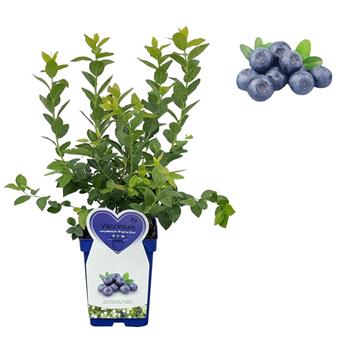 Kanadská borůvka Brigitta Blue květináč 5 litrů, výška 30/50cm, keř, částečně samosprašná