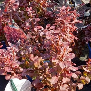 Dřišťál Thunbergův Lutin Rouge květináč 2,5 litru