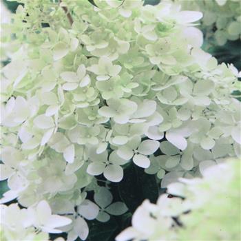 Hortenzie latnatá Phantom květináč 7,5 litru, výška 60/80cm