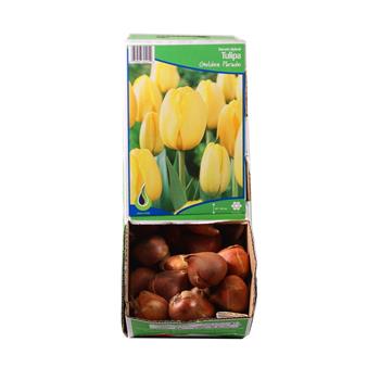 Tulipán Golden Parade 10ks