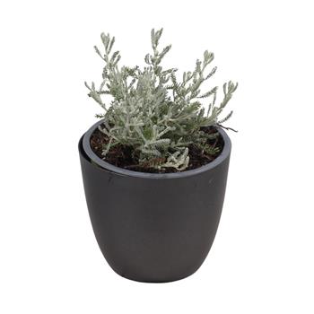 Svatolína cypřišová květináč 12cm