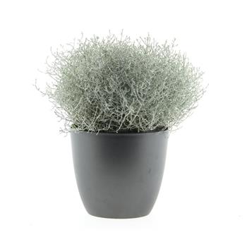 Krásnohlávek Brownův květináč 19cm