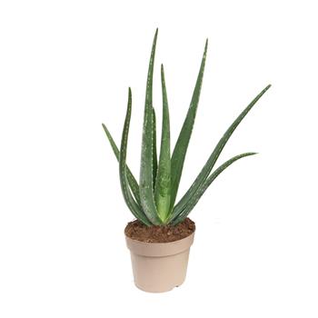 Aloe pravá květináč 21cm