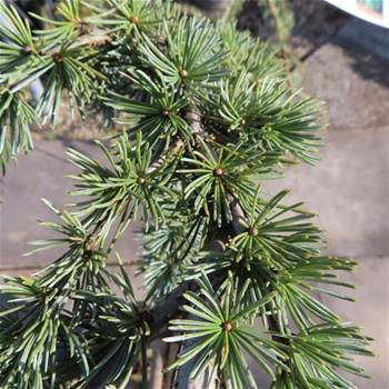 Cedr atlaský Glauca Pendula kmínek 1/2, květináč 18 litrů
