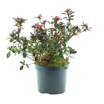 Azalka japonská Marushka výška 20/30cm, květináč 2,5 litru