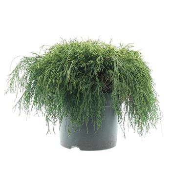 Cypřišek hrachonosný Sungold výška 30/40cm, květináč 7 litrů