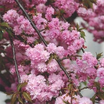 Třešeň pilovitá Kiku-Shidare-Sakura kmínek 1/2, květináč 30cm