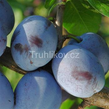 Slivoň Čačanská lepotica květináč 7,5 litru, čtvrtkmen, SAMOSPRAŠNÁ