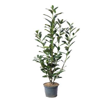 Bobkovišeň lékařská Caucasica květináč 5litrů, výška 60/80cm, keř