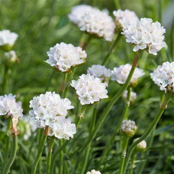 Trávnička přímořská Armada White květináč 9cm