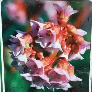 Bergenia 'Baby Doll' K11