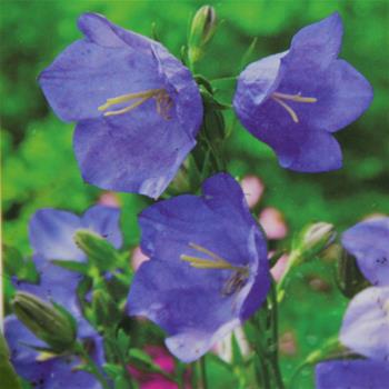 Zvonek broskvolistý Coerulea 9cm