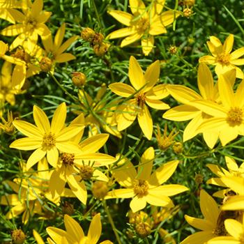Krásnoočko přeslenité Grandiflora 9cm