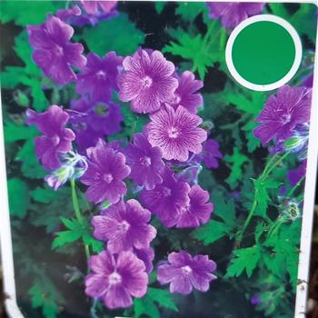 Kakost vznešený Rosemoor květináč 9cm