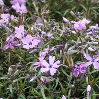 Plaménka šídlovitá Purple Beauty květináč 9cm