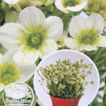 Lomikámen Alpino Early Lime 9cm
