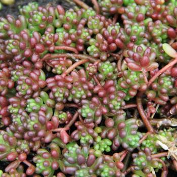Rozchodník bílý Coral Carpet 9cm
