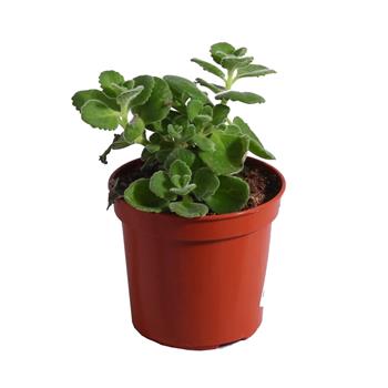 Rýmovník květináč 11cm