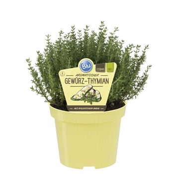 Tymián BIO květináč 12cm