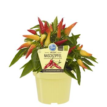 Paprika jemně pálivá BIO květináč 12cm