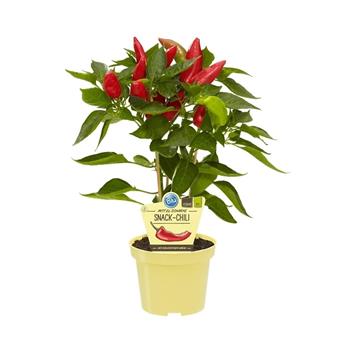 Paprika středně pálivá Snack BIO květináč 12cm