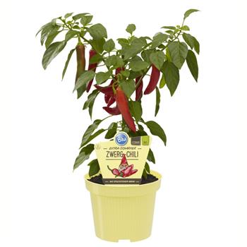 Paprika extra pálivá Zwerg Chili BIO květináč 12cm