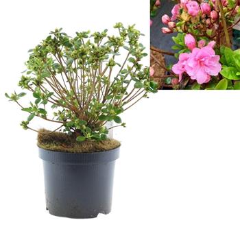 Azalea japonica Babuschka® květináč 2,5 litru