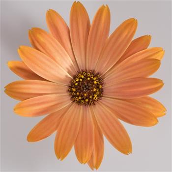 Paprskovka oranžová 4ks 11cm