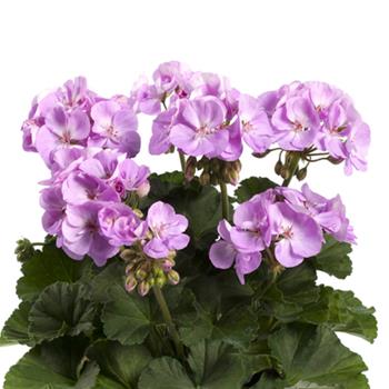 Pelargonie páskatá sv.levandulová 4ks 11cm