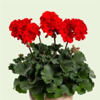 Pelargonie páskatá červená 4ks 11cm